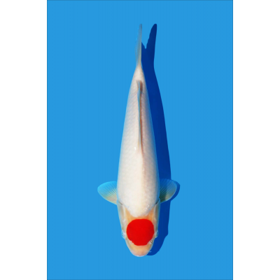 KM.99 TANCHO - 2º PRIZE YOUNG KOI SHOW